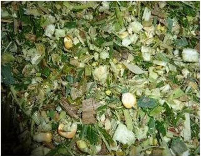 corn silage cheap price_ high quality